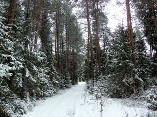 Лесная дорога (Дмитрий Зонов)