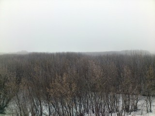 Березовая роща (Grishin Renat)