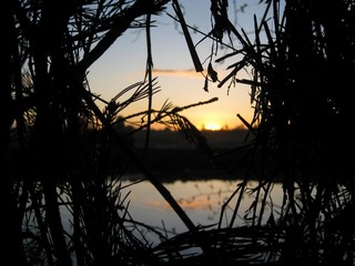 В ожидании селезня (lexa-xa)