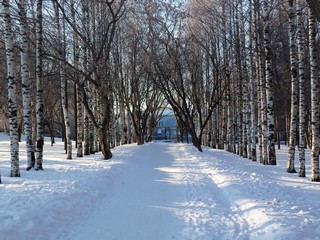 Аллея парка Победы (Дмитрий Зонов)