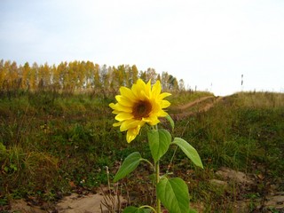 Запоздалый подсолнух (Дмитрий Зонов)