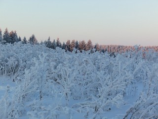 Репьи в зимних шубах (Дмитрий Зонов)