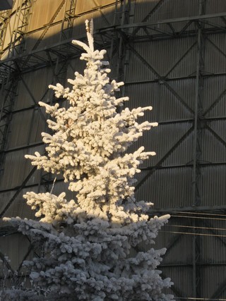 Зимой и летом одним цветом? (Дмитрий Зонов)