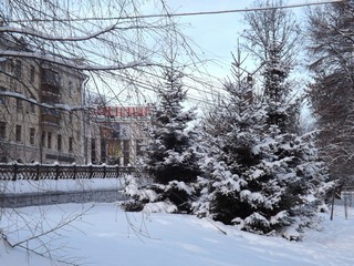 Городские ели у 