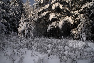 В тихом уголке (Ольга Цешнатий)