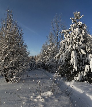 По бывшей железной дороге.. (Ольга Цешнатий)