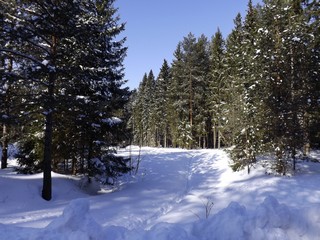 Мартовская тропинка (Дмитрий Зонов)