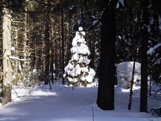Лесная невеста (Дмитрий Зонов)