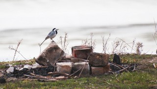 Wagtail ordinary (Трясогузка) (john_smith14 (2))