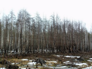 Мёртвый лес у Медянки (Дмитрий Зонов)