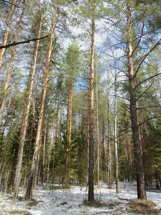 Бор у Медянки (Дмитрий Зонов)