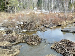 Плотина и хатка бобра (Дмитрий Зонов)