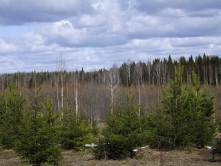 В ожидании пробуждения (Дмитрий Зонов)