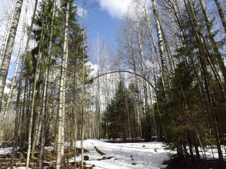 Лесная дорога (Дмитрий Зонов)