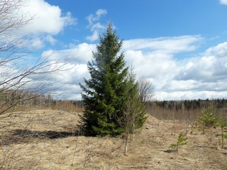 Ёлочка у б/д Спрыги (Дмитрий Зонов)