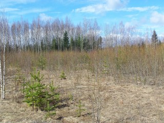 Зимняя лосиная столовая (Дмитрий Зонов)