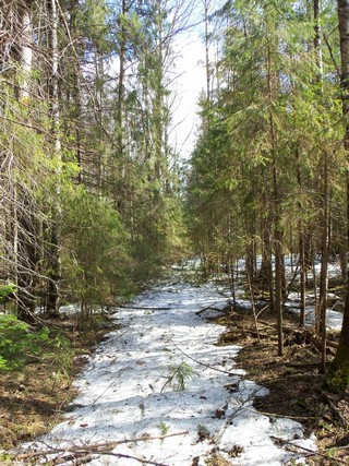 Лесная дорога (Дмитрий Зонов)