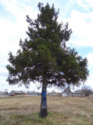 Сосна на холме д. Городище (bokax)
