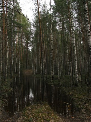 залитая дорога (Павел Жирнов)