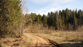 Лесная дорога (Andrey Ivashchenko)