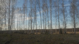 Березы (Andrey Ivashchenko)