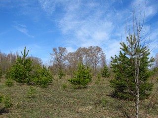 У бывшей деревни Спрыги, май (Дмитрий Зонов)