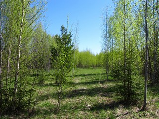 В майском березнике (Дмитрий Зонов)