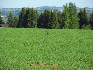 Май у Дендропарка (Дмитрий Зонов)