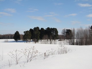 Бурмакинские кедры (Александр Печеницын)