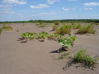 деревня Дулесово и окрестности на Каме (Игорь Иванович Параков)