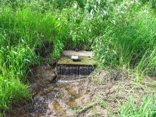 Родничёк под д.Бабичи (Дмитрий Зонов)