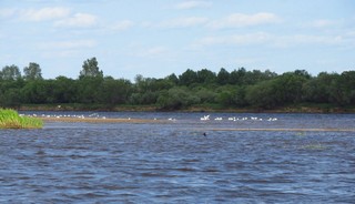 Чайки (Дмитрий Зонов)