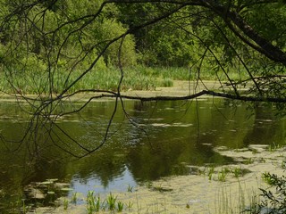 Старица (Михаил Калашников (Михрюша))