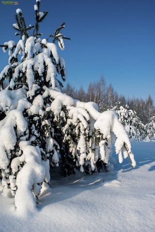 Grigorij Bojko Viktorovich, 420073, Russian federation, Tatarstan, Kazan, Adelya Kutuya st. 12, 2, sicret-bgv@mail.ru, +7 (917)9271114 (Grigoriy Boyko)