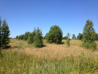 Место, где раньше была д. Шабаны (Роман Кобелев)