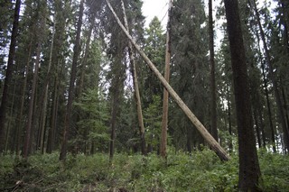 Лесничество (Andrey Nikolskiy)