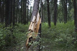 Лесничество (Andrey Nikolskiy)