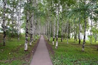 Березовая аллея в Чижах (Андрей Машанов)