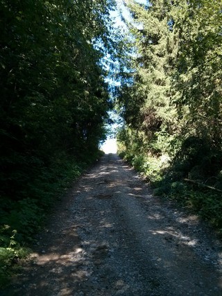 Подъем наверх в лесу (Vladok373737)