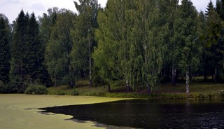 пруд в Нагорном / Nagorny pond (Dmitrii Voronchikhin)