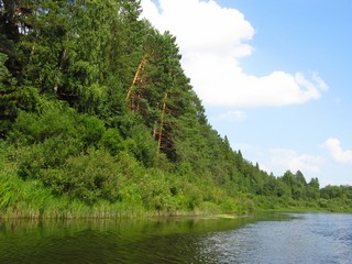 Сосновый бор на правом берегу (Дмитрий Зонов)