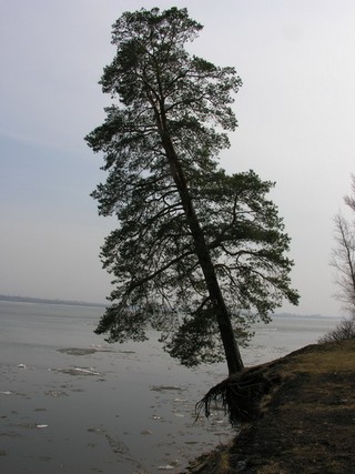 Падающая сосна. Тарловка (Vitaliy Strigin)