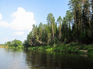 Сосны (Дмитрий Зонов)