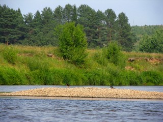 Кулики-сороки (Дмитрий Зонов)