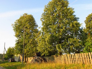 Липа в Б.Барановых (Дмитрий Зонов)