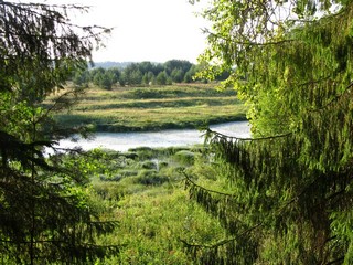 Зарастающая старица Великой (Дмитрий Зонов)