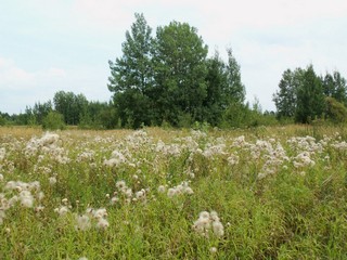 Пуховый урожай бодяка (Дмитрий Зонов)