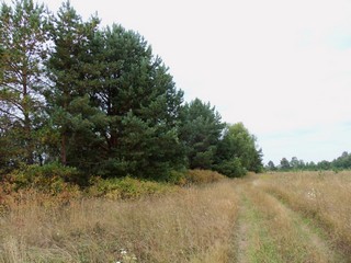 Дорога у Никольской старицы (Дмитрий Зонов)