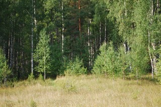 Forest (igor chetverikov)