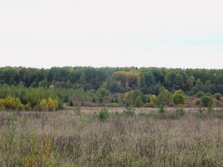 За лесом - железная дорога. (Дмитрий Зонов)